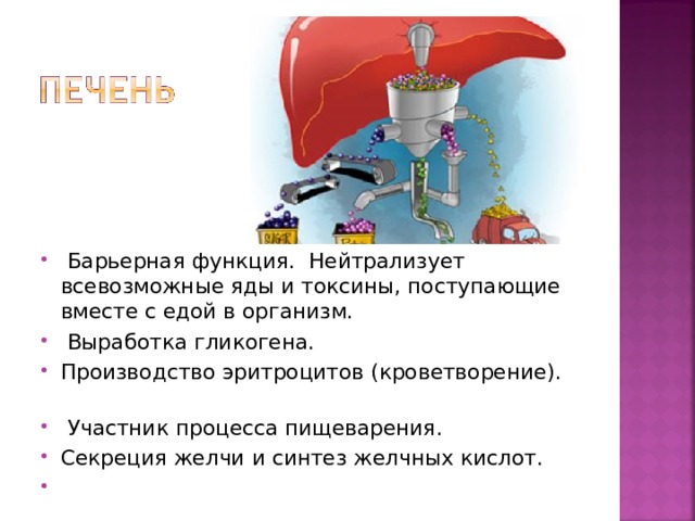  Барьерная функция. Нейтрализует всевозможные яды и токсины, поступающие вместе с едой в организм.  Выработка гликогена. Производство эритроцитов (кроветворение).  Участник процесса пищеварения. Секреция желчи и синтез желчных кислот. 