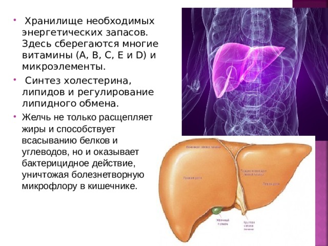  Хранилище необходимых энергетических запасов. Здесь сберегаются многие витамины (А, В, С, Е и D) и микроэлементы.  Синтез холестерина, липидов и регулирование липидного обмена. Желчь не только расщепляет жиры и способствует всасыванию белков и углеводов, но и оказывает бактерицидное действие, уничтожая болезнетворную микрофлору в кишечнике. 