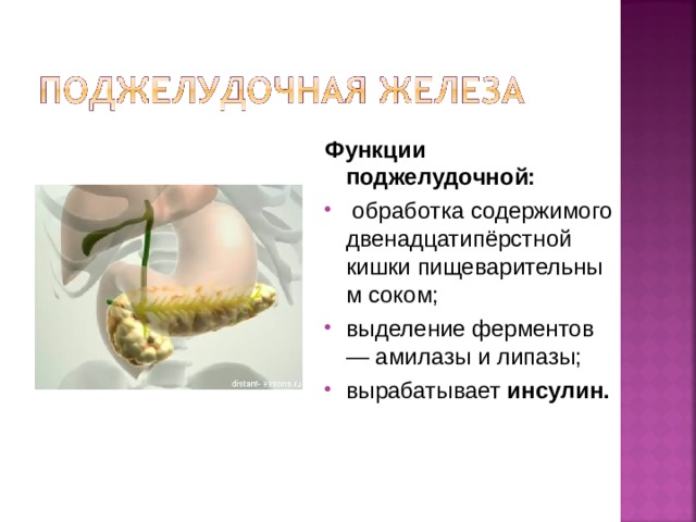 Функции поджелудочной:   обработка содержимого двенадцатипёрстной кишки пищеварительным соком; выделение ферментов — амилазы и липазы; вырабатывает  инсулин.  