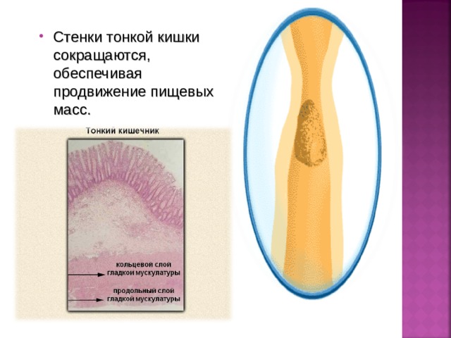 Стенки тонкой кишки сокращаются, обеспечивая продвижение пищевых масс.  