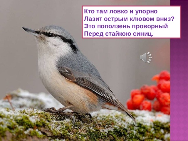 Кто там ловко и упорно  Лазит острым клювом вниз?  Это поползень проворный  Перед стайкою синиц. 