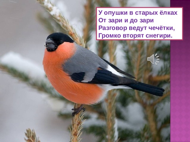 У опушки в старых ёлках  От зари и до зари  Разговор ведут чечётки,  Громко вторят снегири. 