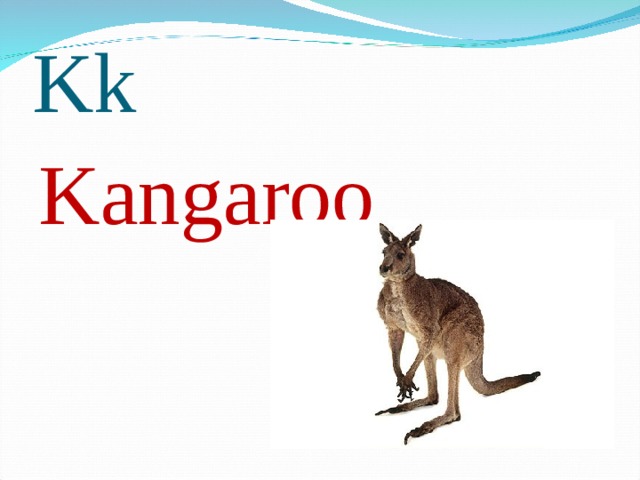 Kk Kangaroo 