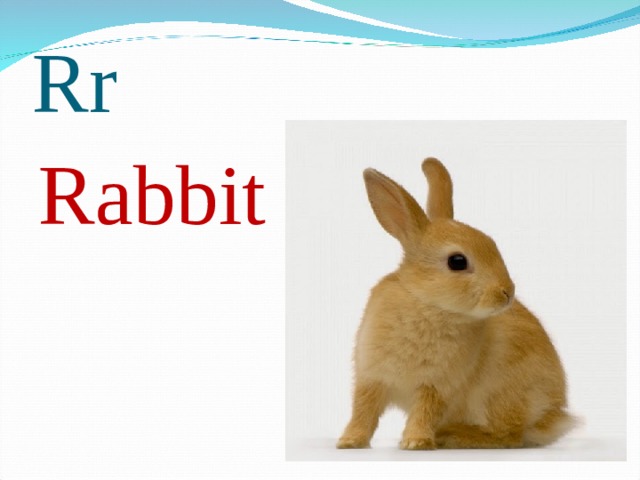 Rr Rabbit 