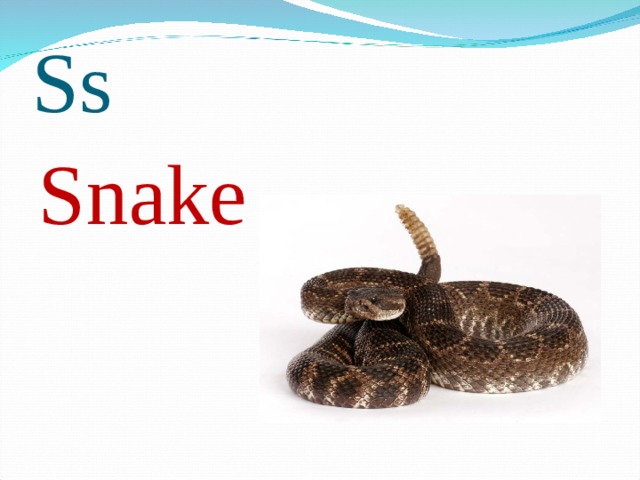 Ss Snake 