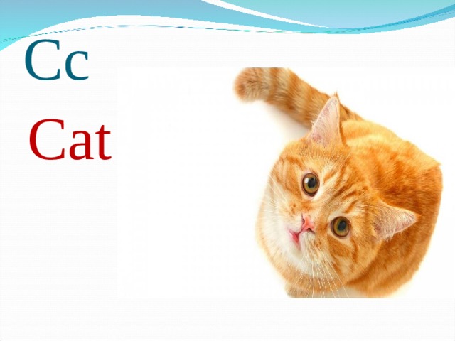 Cc Cat 