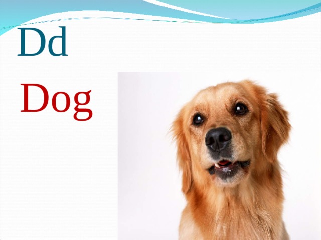 Dd Dog 