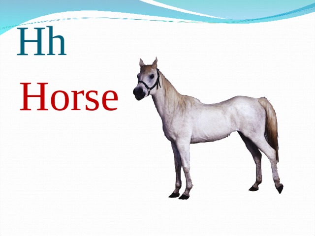 Hh Horse 