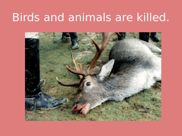 Birds and animals are killed. 