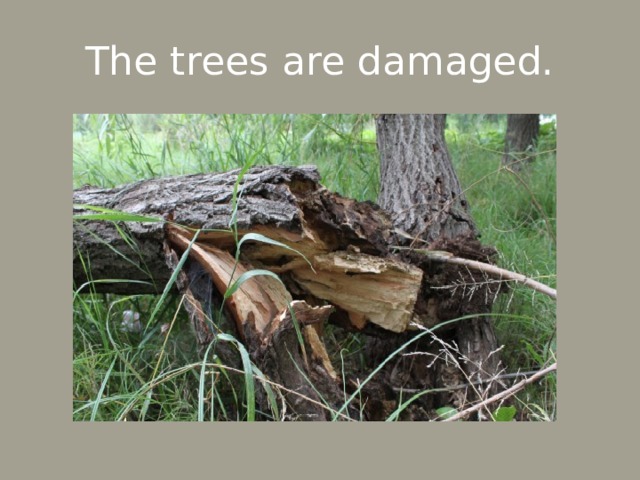 The trees are damaged. 