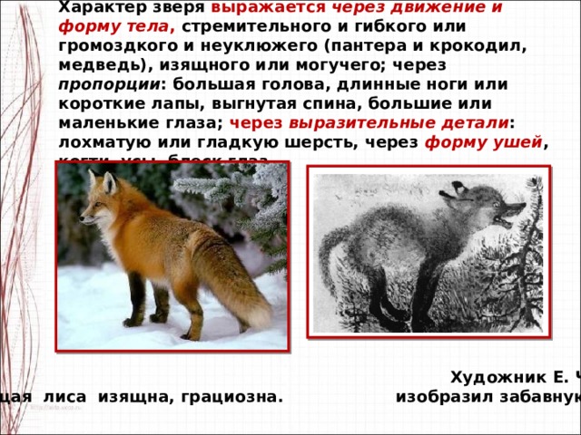 Характер зверя выражается через движение и форму тела , стремительного и гибкого или громоздкого и неуклюжего (пантера и крокодил, медведь), изящного или могучего; через пропорции : большая голова, длинные ноги или короткие лапы, выгнутая спина, большие или маленькие глаза; через выразительные детали : лохматую или гладкую шерсть, через форму ушей , когти, усы, блеск глаз.  Художник Е. Чарушин  Настоящая лиса изящна, грациозна. изобразил забавную лисичку . 
