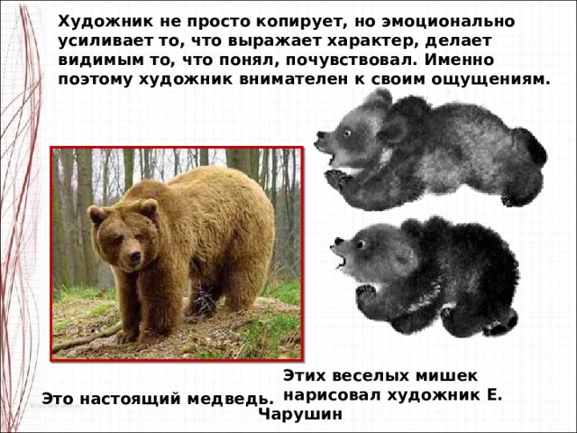 Художник не просто копирует, но эмоционально усиливает то, что выражает характер, делает видимым то, что понял, почувствовал. Именно поэтому художник внимателен к своим ощущениям.  Этих веселых мишек  нарисовал художник Е. Чарушин Это настоящий медведь. 