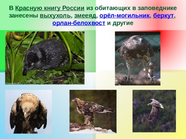 В Красную книгу России из обитающих в заповеднике занесены выхухоль , змееяд , орёл-могильник , беркут , орлан-белохвост и другие 