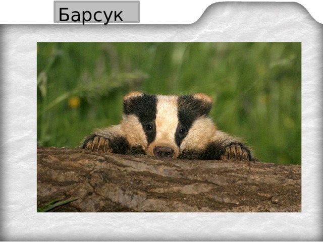 Барсук 