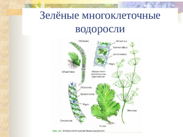 Зелёные многоклеточные водоросли 