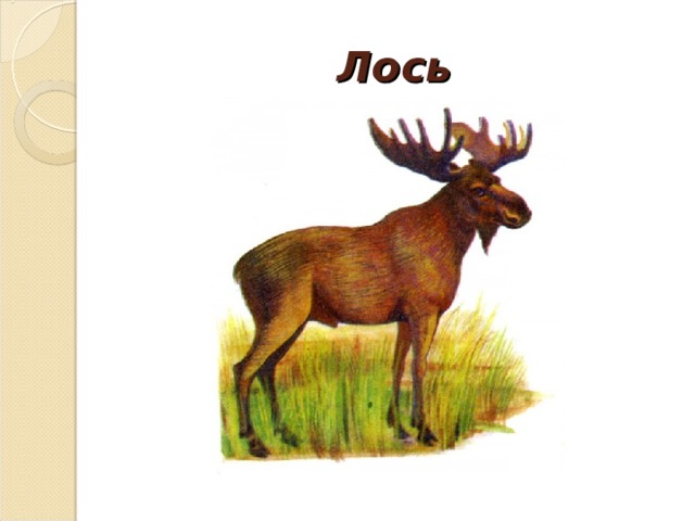 Лось 