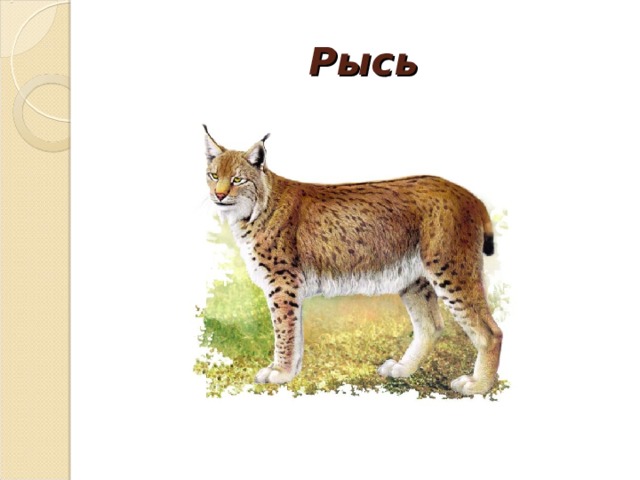 Рысь 