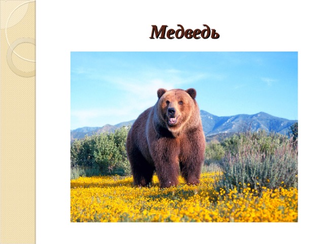 Медведь 