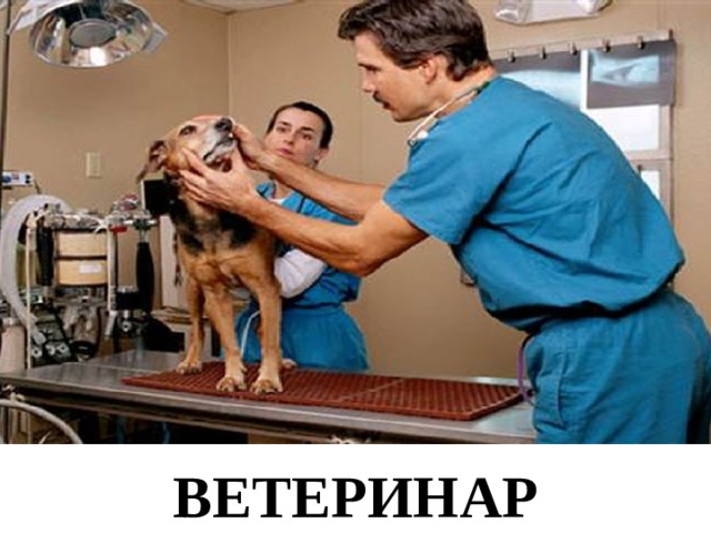 ВЕТЕРИНАР 