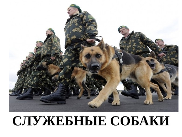 СЛУЖЕБНЫЕ СОБАКИ 