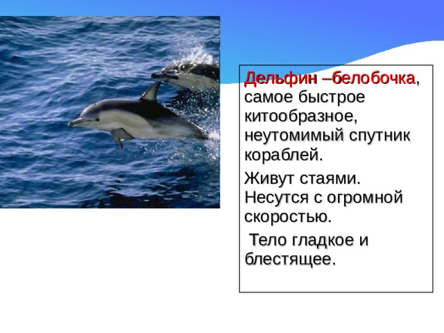 Дельфин –белобочка , самое быстрое китообразное, неутомимый спутник кораблей. Живут стаями. Несутся с огромной скоростью.  Тело гладкое и блестящее. 