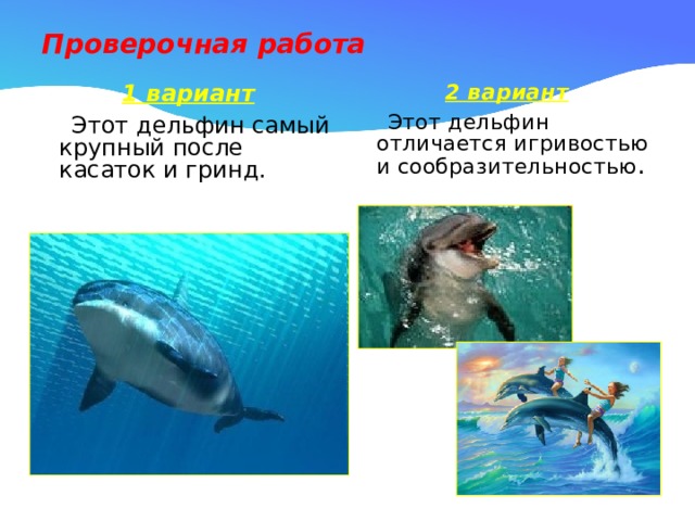 Проверочная работа 1 вариант 2 вариант  Этот дельфин самый крупный после касаток и гринд.  Этот дельфин отличается игривостью и сообразительностью . 