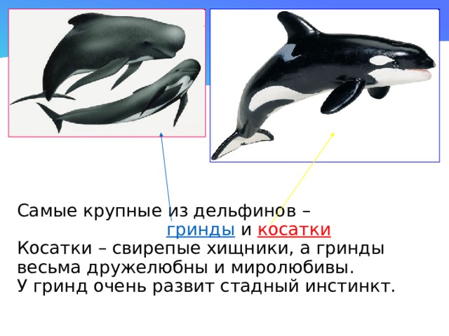 Самые крупные из дельфинов –   гринды  и косатки  Косатки – свирепые хищники, а гринды весьма дружелюбны и миролюбивы.  У гринд очень развит стадный инстинкт. 
