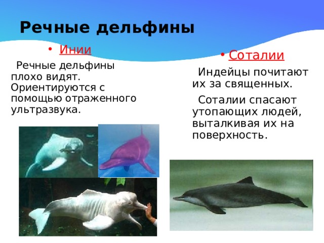 Речные дельфины Инии  Речные дельфины плохо видят. Ориентируются с помощью отраженного ультразвука. Соталии  Индейцы почитают их за священных.  Соталии спасают утопающих людей, выталкивая их на поверхность. 