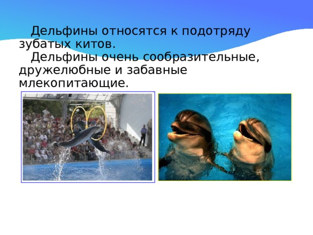  Дельфины относятся к подотряду зубатых китов.  Дельфины очень сообразительные, дружелюбные и забавные млекопитающие. 