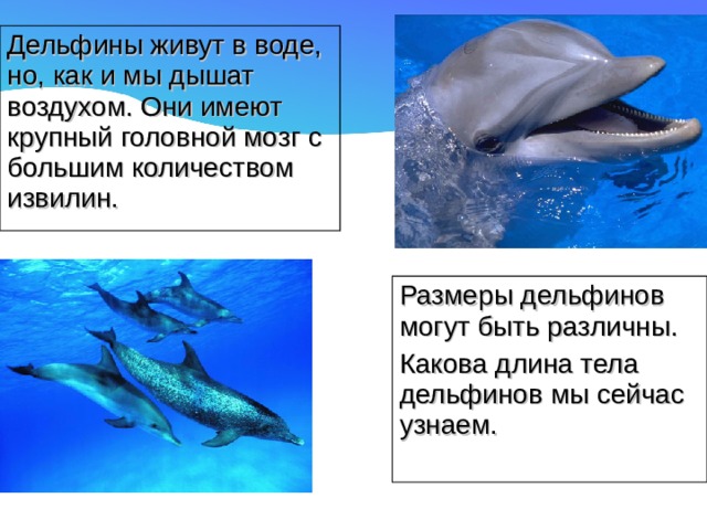 Дельфины живут в воде, но, как и мы дышат воздухом. Они имеют крупный головной мозг с большим количеством извилин. Размеры дельфинов могут быть различны. Какова длина тела дельфинов мы сейчас узнаем. 