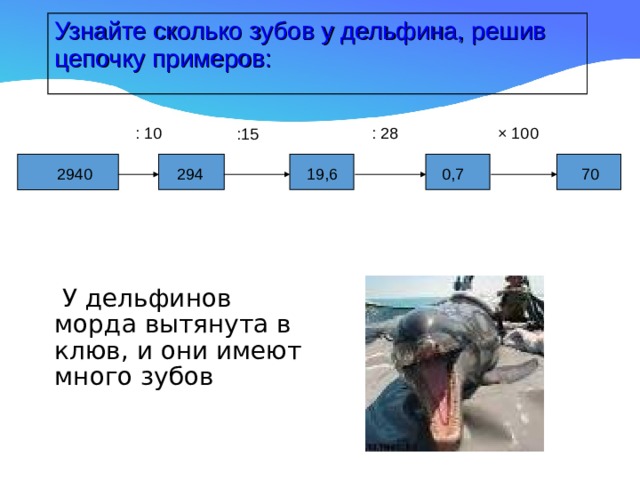 Узнайте сколько зубов у дельфина, решив цепочку примеров: : 10 : 28 × 100 :15 19,6 294 2940 0,7 70  У дельфинов морда вытянута в клюв, и они имеют много зубов 