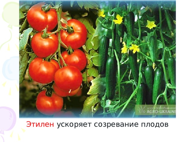 Этилен ускоряет созревание плодов 