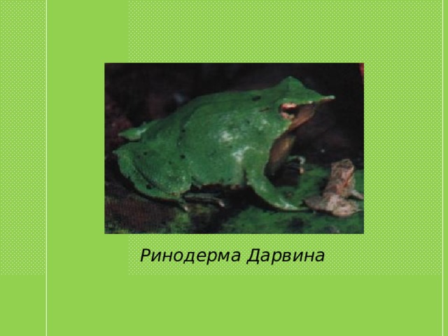 Ринодерма Дарвина 
