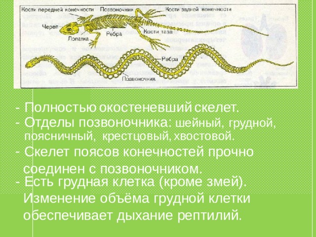 -  Полностью  окостеневший  скелет. -  Отделы позвоночника:  шейный, грудной, поясничный, крестцовый, хвостовой.  Скелет поясов конечностей прочно  соединен с позвоночником. - Есть грудная клетка (кроме змей).  Изменение объёма грудной клетки  обеспечивает дыхание рептилий. 