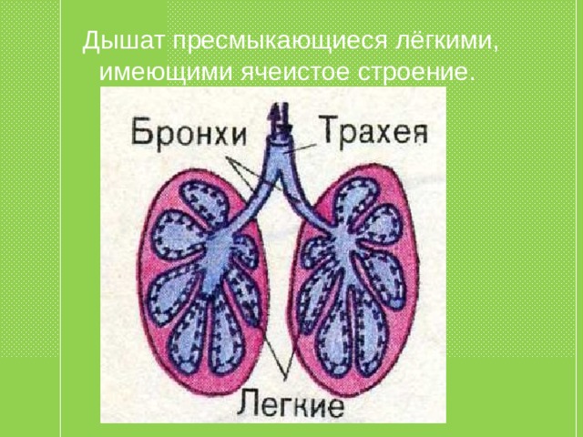 Дышат пресмыкающиеся лёгкими, имеющими ячеистое строение. 