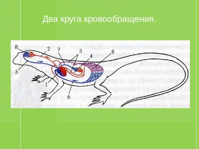 Два круга кровообращения. 