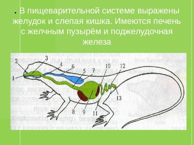 . В пищеварительной системе выражены желудок и слепая кишка. Имеются печень с желчным пузырём и поджелудочная железа 
