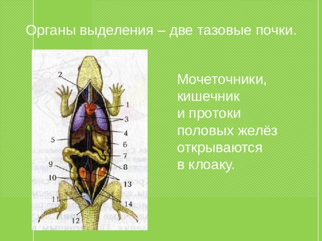 Органы выделения – две тазовые почки. Мочеточники, кишечник и протоки половых желёз открываются в клоаку. 