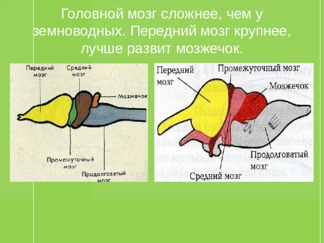 Головной мозг сложнее, чем у земноводных. Передний мозг крупнее, лучше развит мозжечок. 