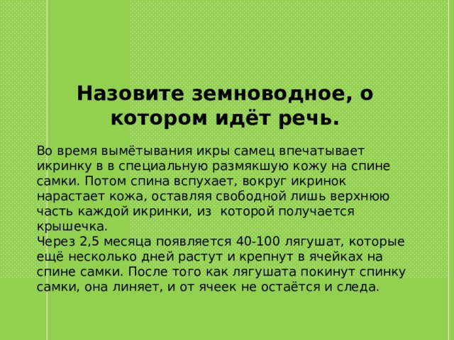 Назовите земноводное, о котором идёт речь. Во время вымётывания икры самец впечатывает икринку в в специальную размякшую кожу на спине самки. Потом спина вспухает, вокруг икринок нарастает кожа, оставляя свободной лишь верхнюю часть каждой икринки, из которой получается крышечка. Через 2,5 месяца появляется 40-100 лягушат, которые ещё несколько дней растут и крепнут в ячейках на спине самки. После того как лягушата покинут спинку самки, она линяет, и от ячеек не остаётся и следа. 