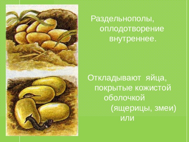 Раздельнополы,  оплодотворение  внутреннее. Откладывают яйца,  покрытые кожистой  оболочкой  (ящерицы, змеи)  или 