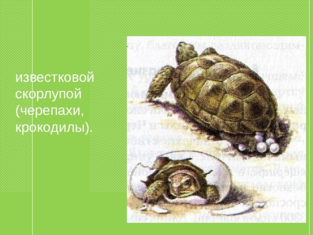 известковой скорлупой (черепахи, крокодилы). 