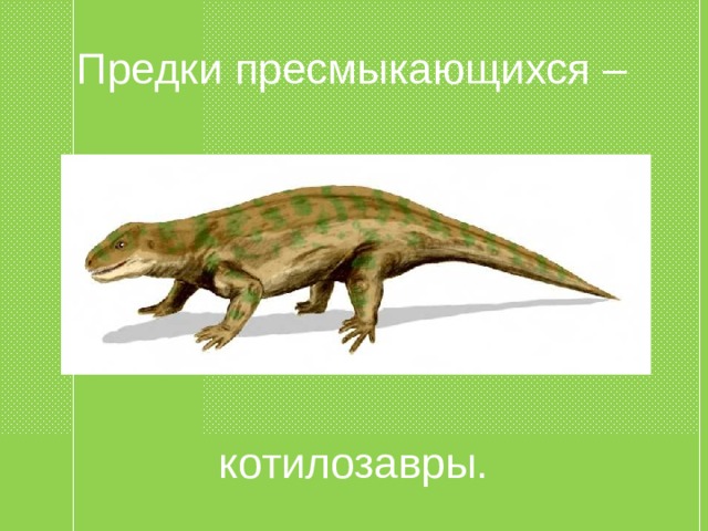 Предки пресмыкающихся – котилозавры. 