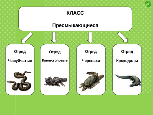 КЛАСС  Пресмыкающиеся Отряд  Чешуйчатые       Отряд  Клювоголовые       Отряд  Черепахи       Отряд  Крокодилы       