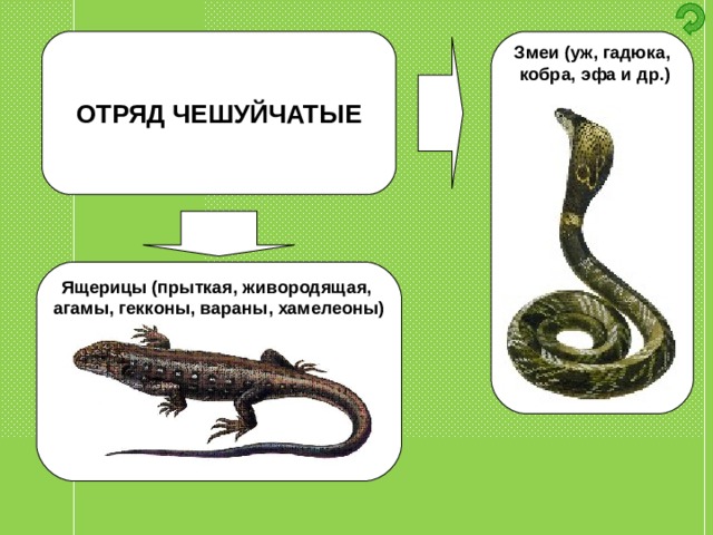 ОТРЯД ЧЕШУЙЧАТЫЕ Змеи (уж, гадюка,  кобра, эфа и др.)  Ящерицы (прыткая, живородящая, агамы, гекконы, вараны, хамелеоны) 