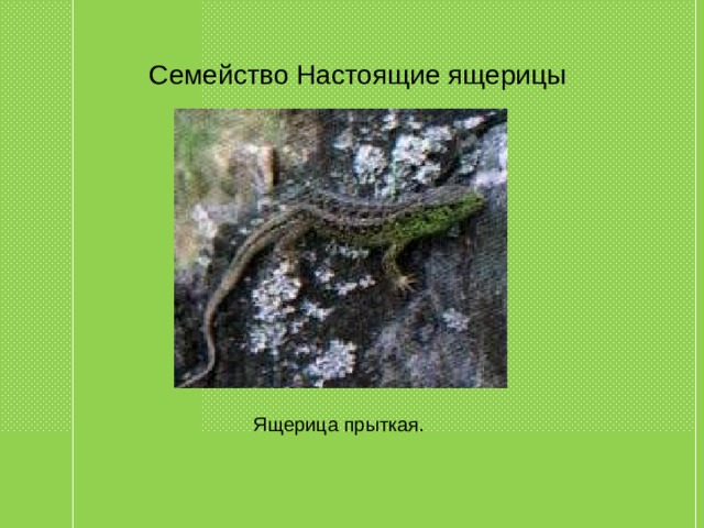 Семейство Настоящие ящерицы Ящерица прыткая. 