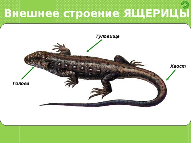 Внешнее строение ЯЩЕРИЦЫ Туловище Хвост Голова 