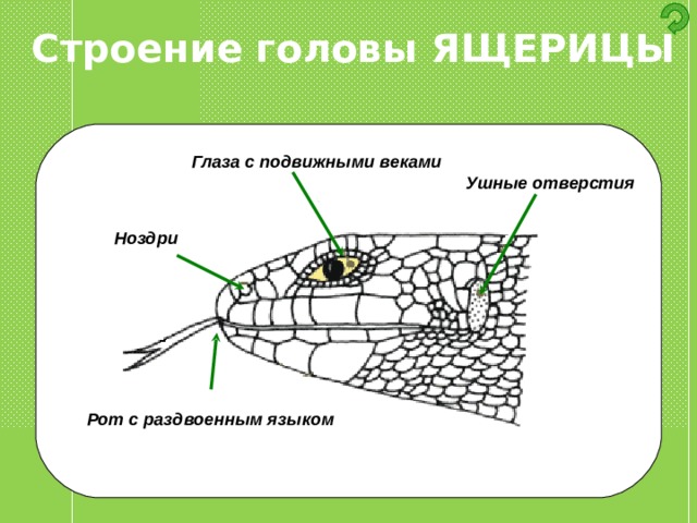 Строение головы ЯЩЕРИЦЫ Глаза с подвижными веками Ушные отверстия Ноздри Рот с раздвоенным языком 