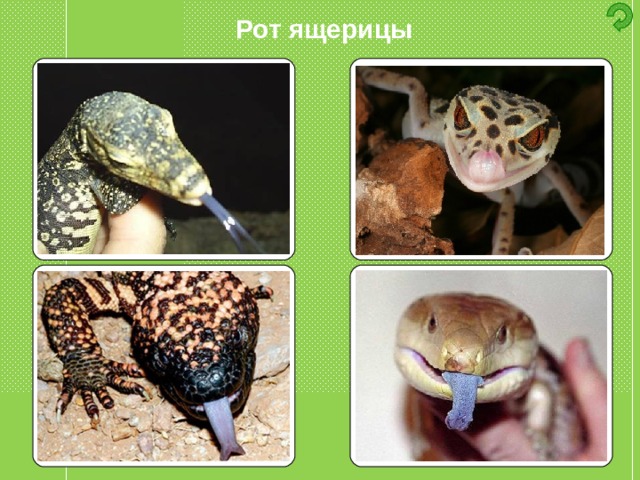 Рот ящерицы 