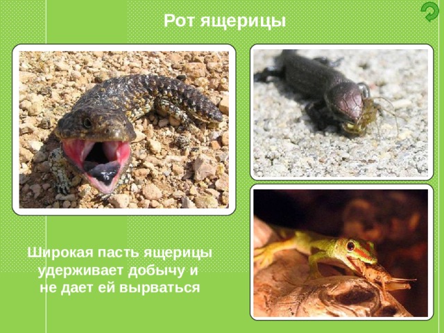 Рот ящерицы Широкая пасть ящерицы удерживает добычу и не дает ей вырваться 